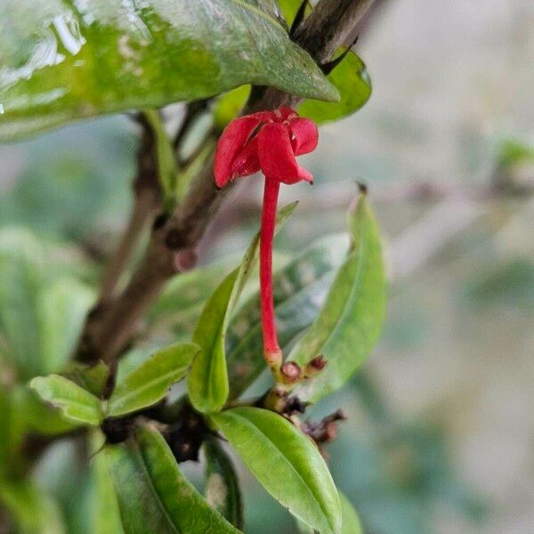 Ixora chinensis Цветок