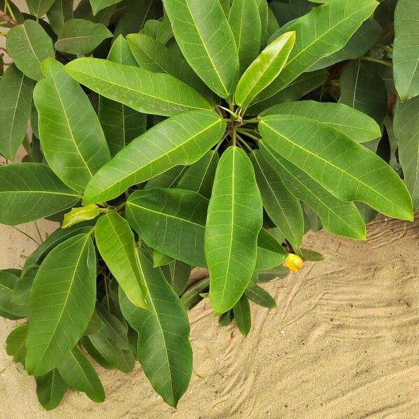 Croton persimilis Leaf