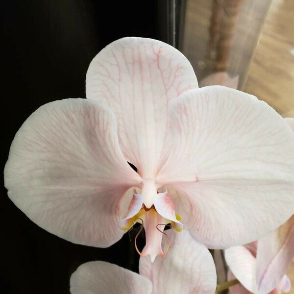 Phalaenopsis amabilis 花
