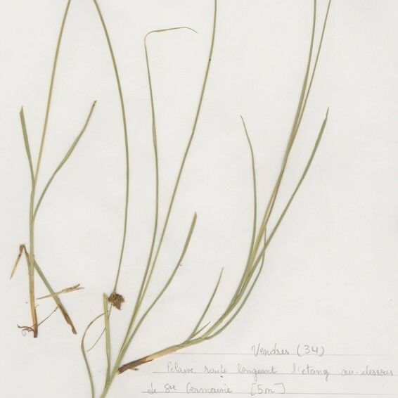 Carex divisa Habitus