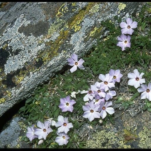 Phlox pulvinata Flor