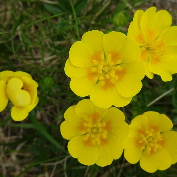 Potentilla aurea Blomma