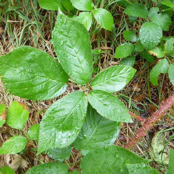 Rubus koehleri Altres