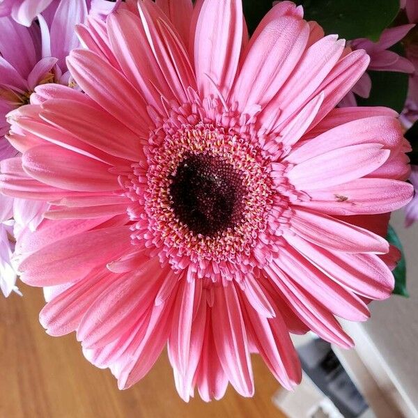 Gerbera jamesonii Flower