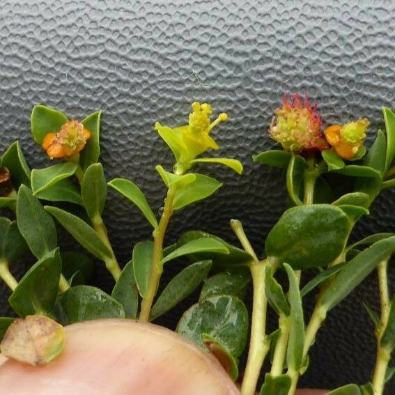 Euphorbia spinosa പുഷ്പം