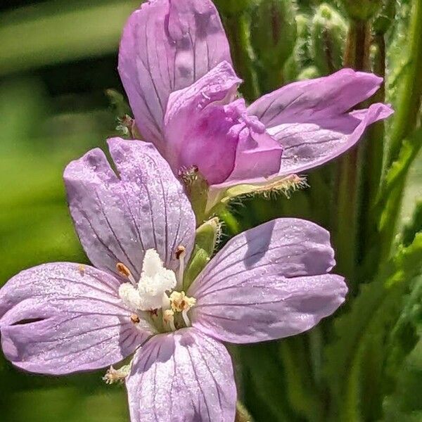 Epilobium parviflorum 花