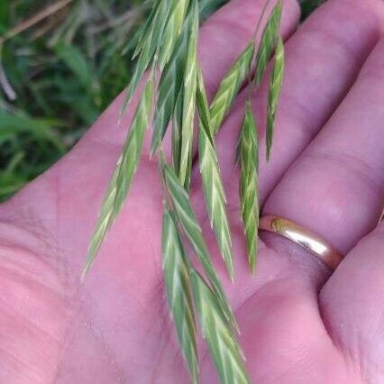 Bromus catharticus Žiedas