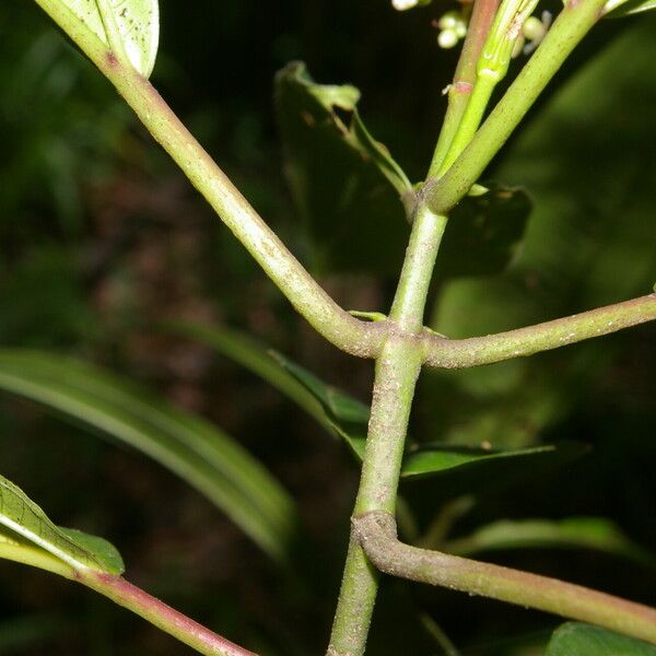 Miconia ciliata ফল