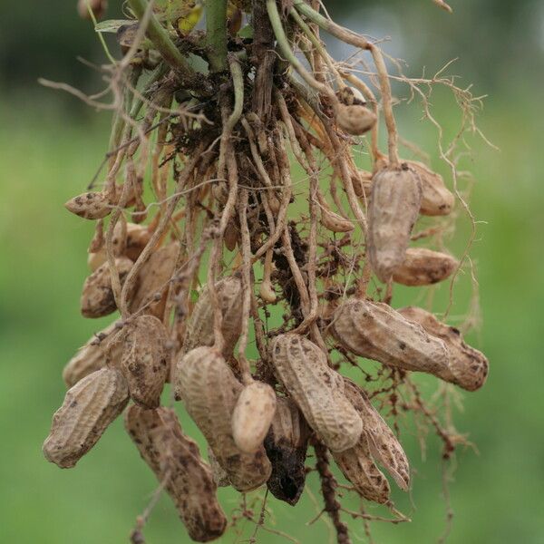 Arachis hypogaea Fruit