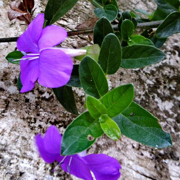 Barleria cristata ফুল