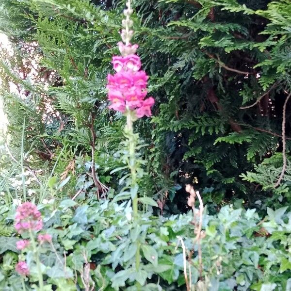 Antirrhinum australe Habit