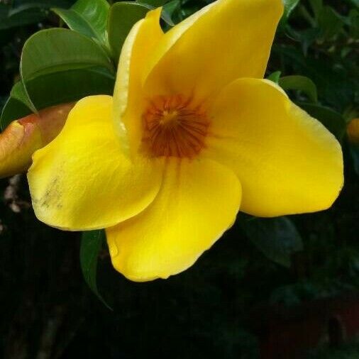 Allamanda schottii Flor