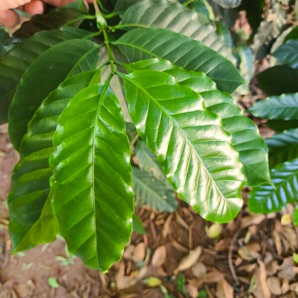 Coffea arabica List