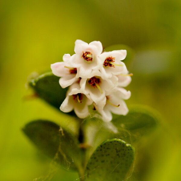 Vaccinium vitis-idaea Fiore