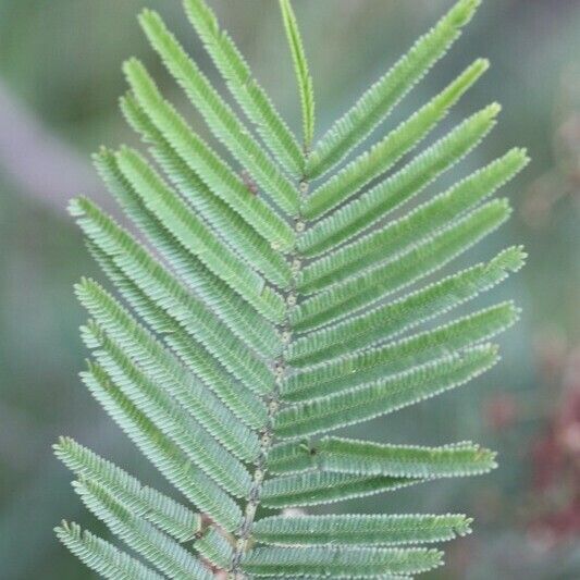 Acacia mearnsii Other