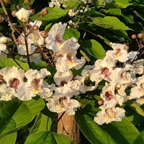 Catalpa bignonioides 花