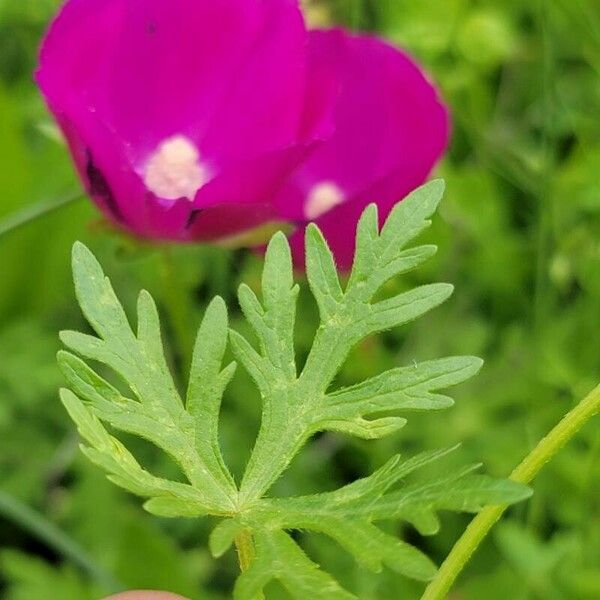 Callirhoe involucrata Ліст