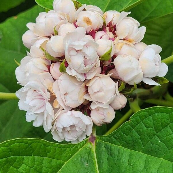 Clerodendrum chinense Flower