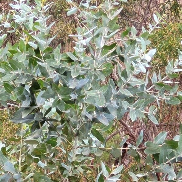 Eucalyptus globulus Leaf