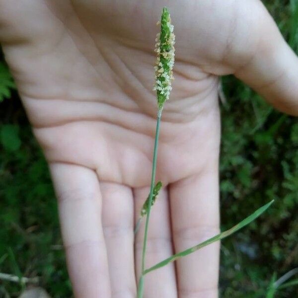 Alopecurus geniculatus 花