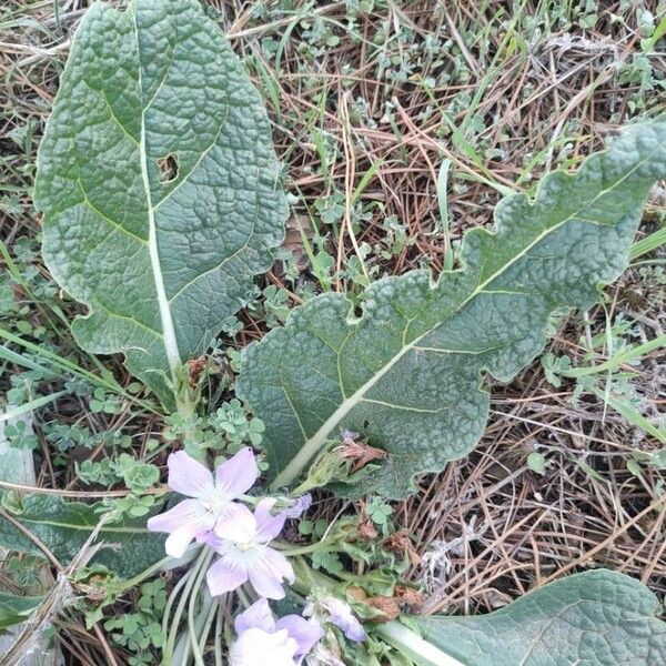 Mandragora officinarum Leaf