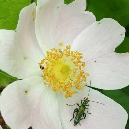 Rosa canina Flor