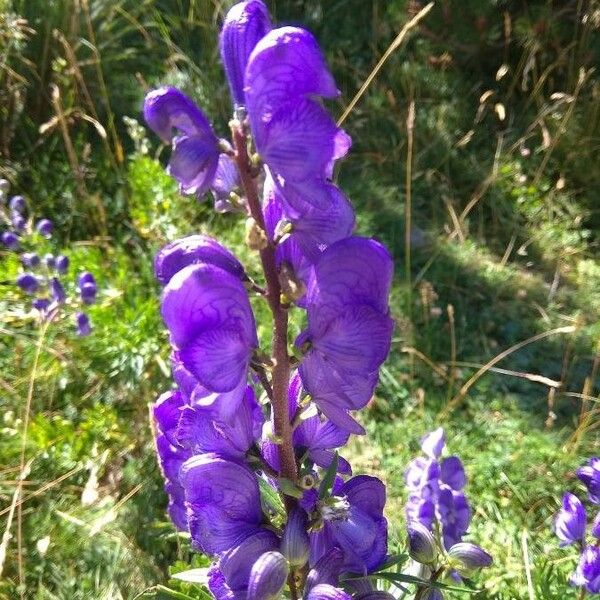 Aconitum napellus Blomma