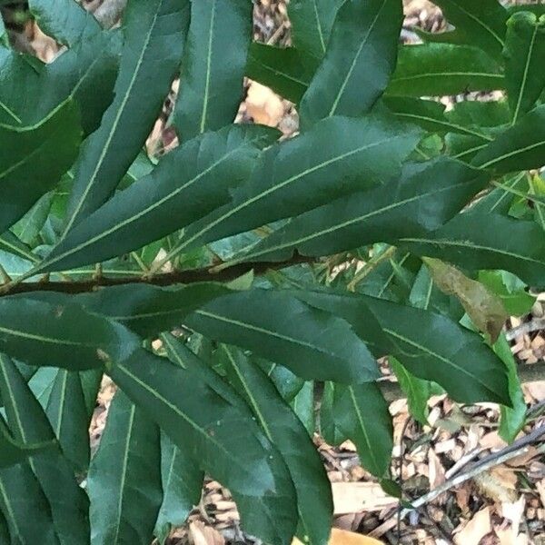 Myrica caroliniensis Leht