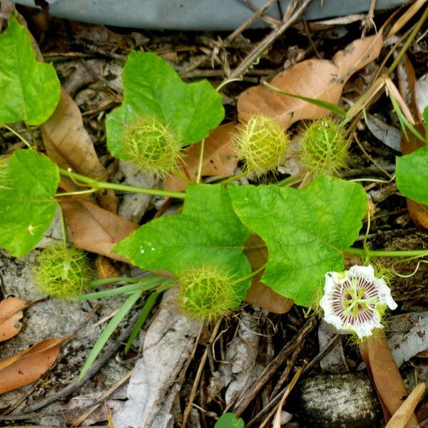 Passiflora foetida Лист