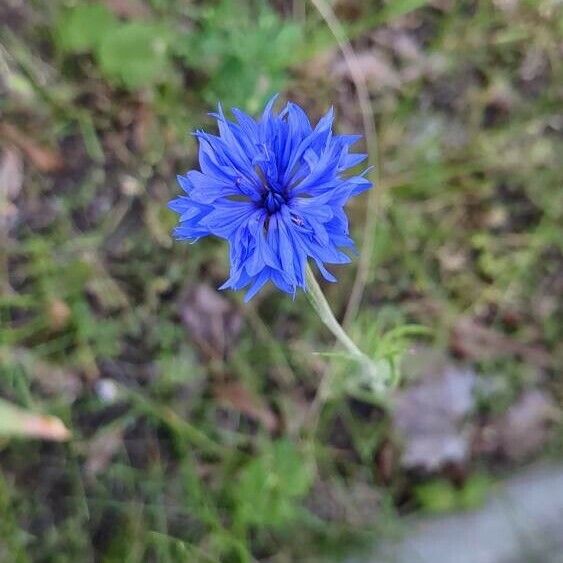 Centaurea cyanus Blüte