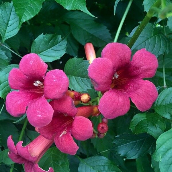 Campsis radicans Flors