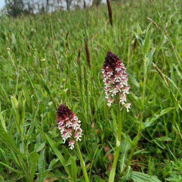 Neotinea ustulata Flower