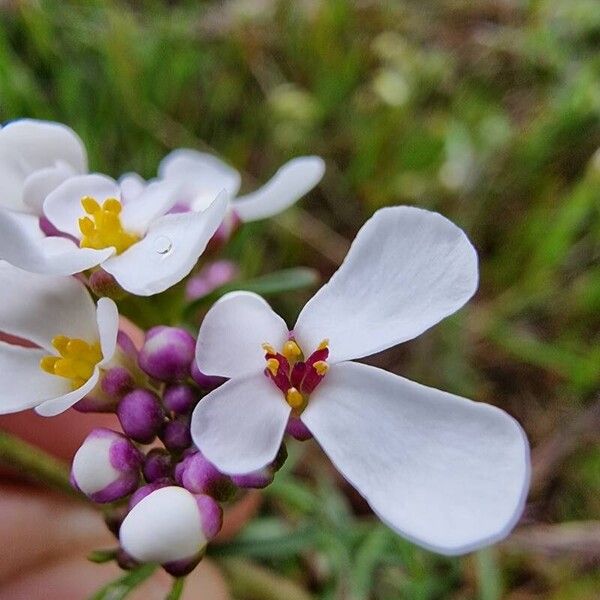 Iberis pinnata Flower