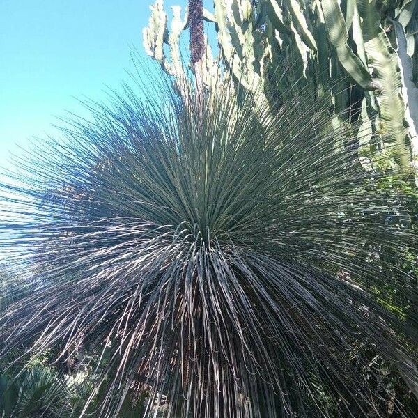 Yucca elata Ліст