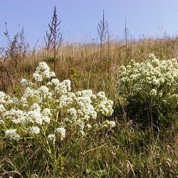 Crambe tataria Кветка