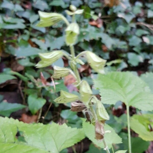 Salvia glutinosa Hedelmä