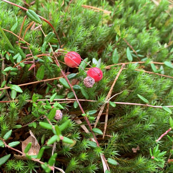 Vaccinium oxycoccos Fruit