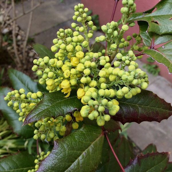 Berberis aquifolium Цветок