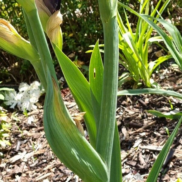 Iris × germanica برگ