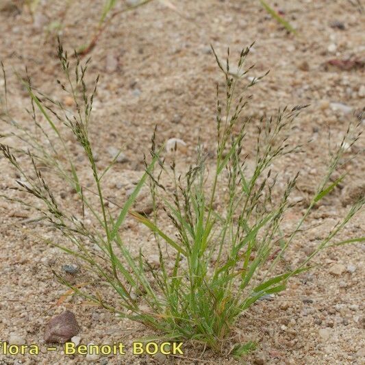 Eragrostis pectinacea Habit