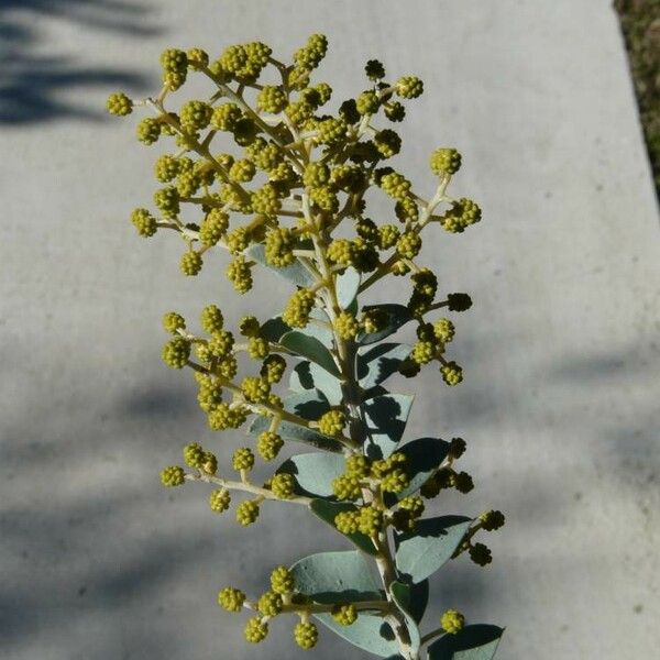 Acacia cultriformis फूल