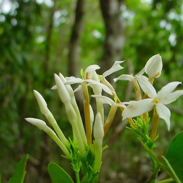 Jasminum noumeense ᱵᱟᱦᱟ