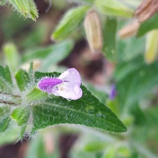 Salvia viridis 花