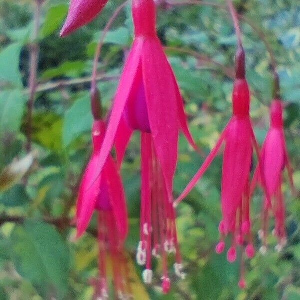 Fuchsia magellanica Blüte