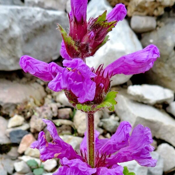 Betonica macrantha Lorea