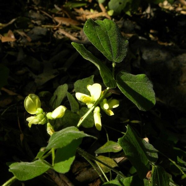 Vigna mungo Flower