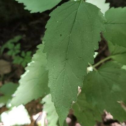 Campanula trachelium Leaf