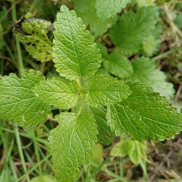 Melissa officinalis Folha