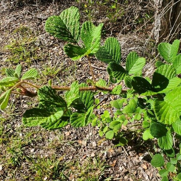 Rubus ellipticus Levél