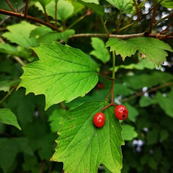 Viburnum trilobum Ліст